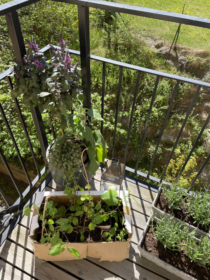 Odling på balkong
