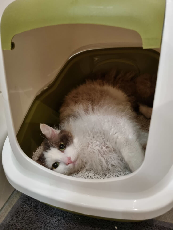 Katten sover i kattlådan