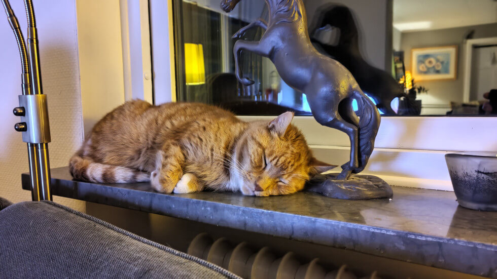 Katt på fönsterbräda