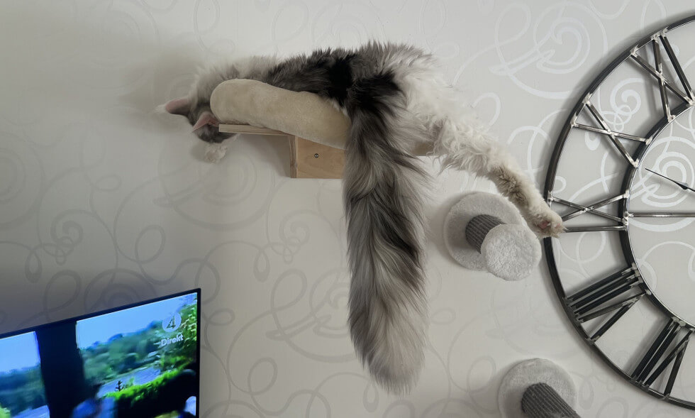 Katt ligger på hylla