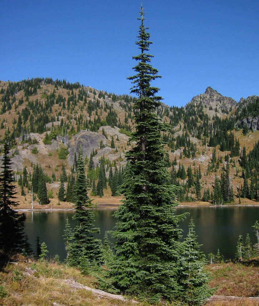 Norsk fjällädelgran