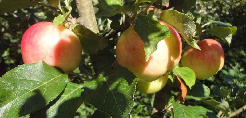 Äppelsorten Gyllenkroks Astrakan. 