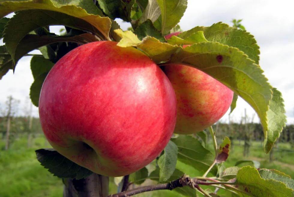 Rekordmånga äpplen maskdrabbade.