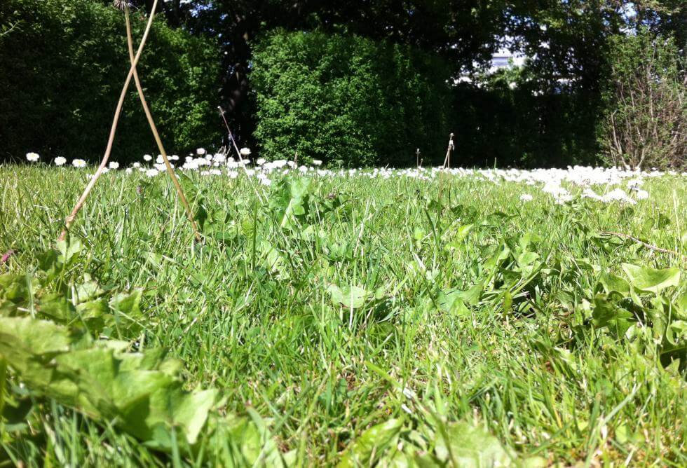 Den här gräsmattan är full av maskrosor och annat ogräs, dessutom behöver den klippas.