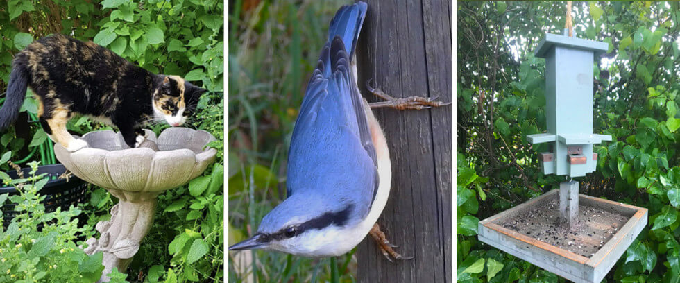 Fåglar i trädgården - metoder för att locka eller hålla dem på avstånd