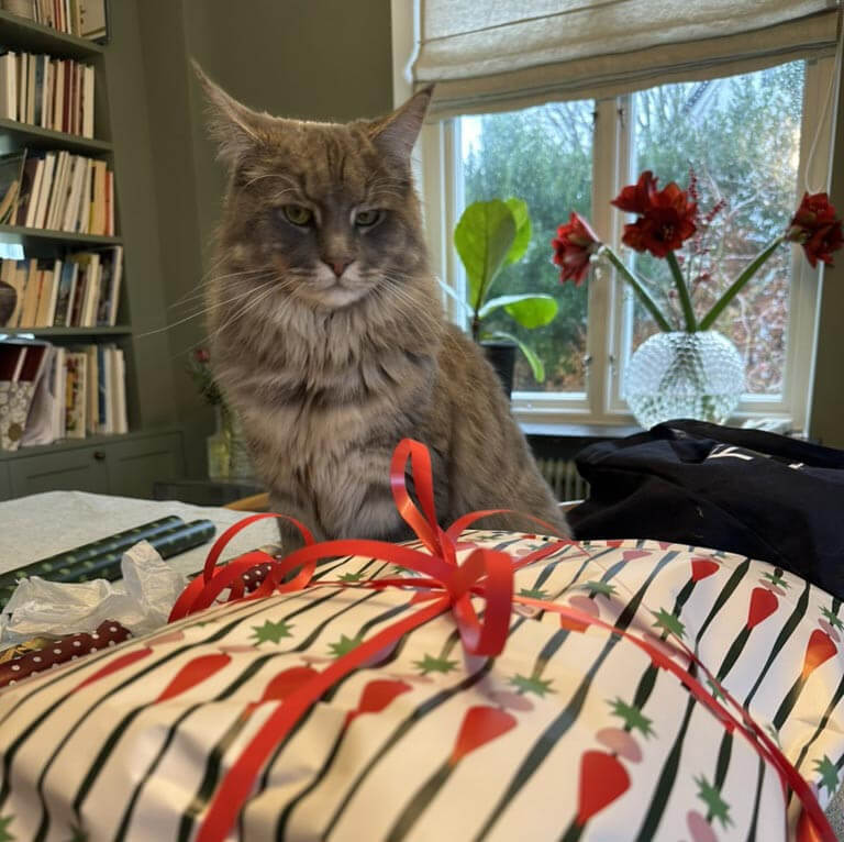 Laban stjälper till att slå in julklappar.