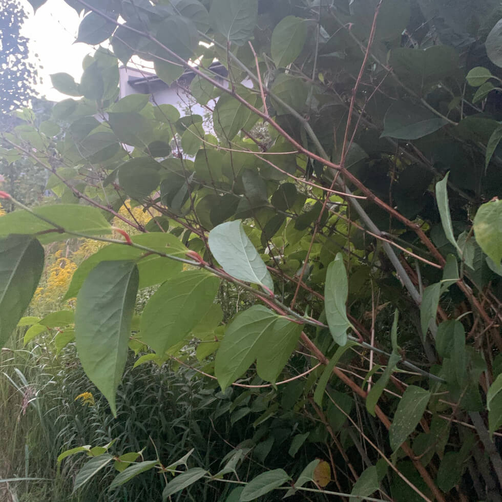 Husdröm krossad av parkslide