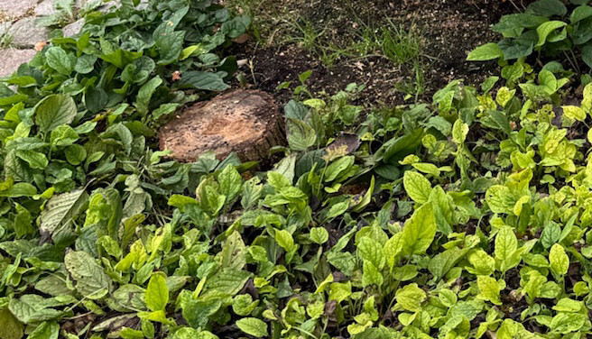 Vi behövde bli av med två små stubbar snabbt.