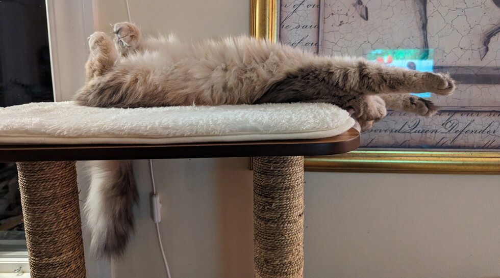 Katter gillar att ligga högt, som medlemmen swirves katt på bilden.