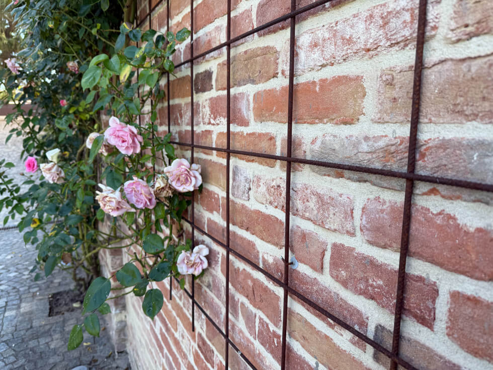 Klätterrosor vid en mur i Italien.