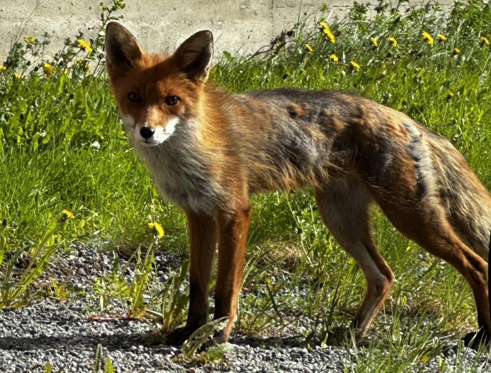Sluta mata rävar i villaområden - kommunens skyddsjägare uppmanar