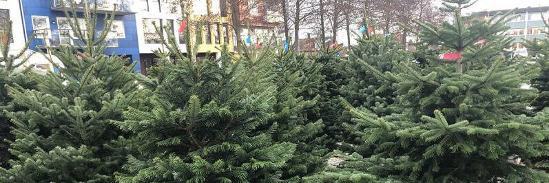 Välja bästa julgranen  Byggahus.se