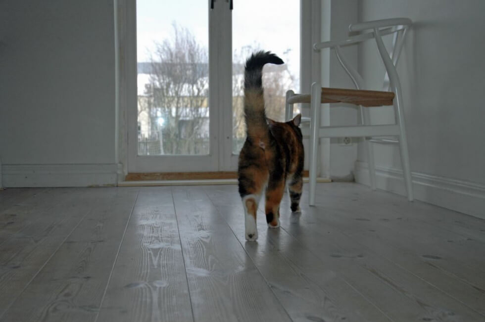 Lutade och vitoljade furuplank.