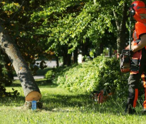 Fälla träd på tomten | Byggahus.se