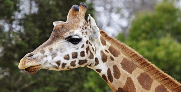 Bild till quizfråga