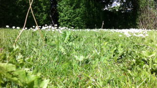 Vanligaste problemen med gräsmatta