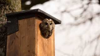 Fantastiska fågelholkar