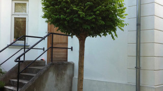 Galen i buxbom, helst bollar