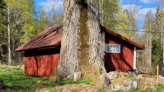 Kommunen sågade ner 100-åriga ekar och får dryga böter