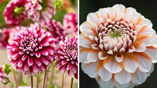 Tävling: Vinn en dahlia-kollektion