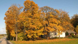 Vad gör man när grannen har en 10m stor lönn och lika stor ek 1m bort