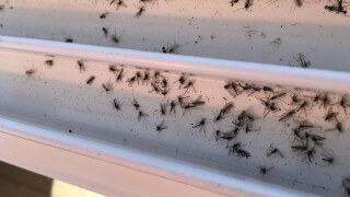 Inget bevis för att ultraljudsskrämmor mot mygg fungerar