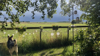 Hus med tomt som gränsar till åkermark (vete)