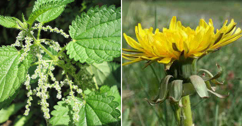 Uppväxt på ogräs + ett recept