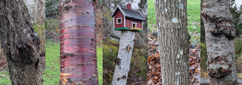 Träden som är mest värdefulla  i din trädgård