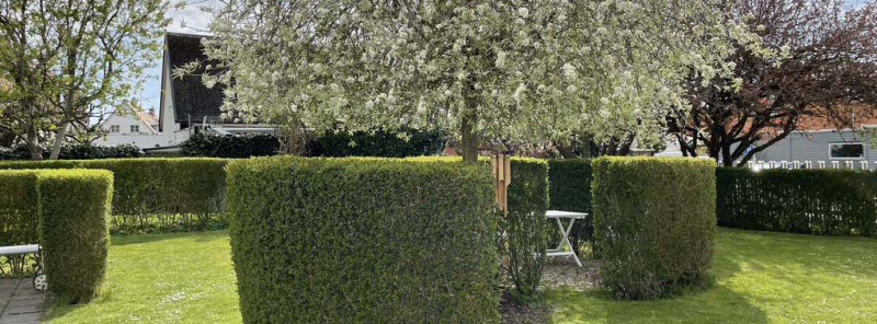 Välj rätt häckväxt för din trädgård